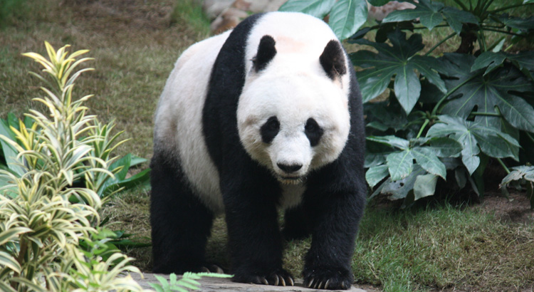 Panda: Το αγαπημένο ζώο των Κινέζων