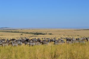 Αφρική: 5 κορυφαίοι προορισμοί - Φωτογραφία Maasai Mara National Reserve