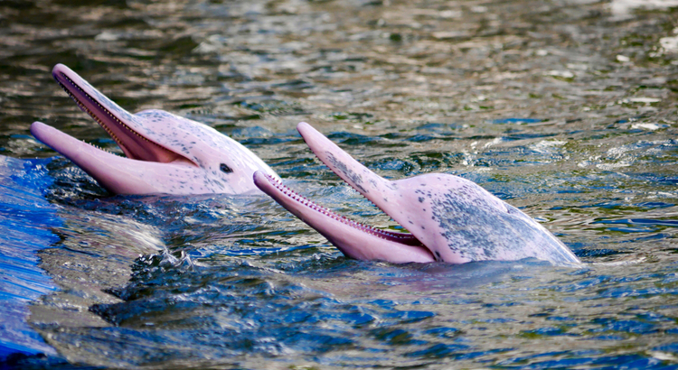 Αναπάντεχα μέρη στο Περού, ροζ δελφίνια