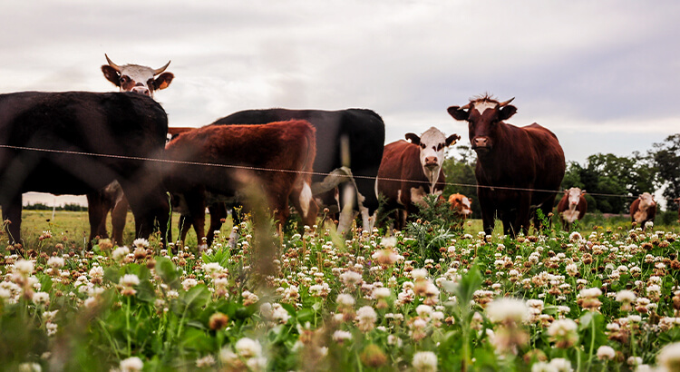 Οι αγελάδες ξεπερνούν τους ανθρώπους, ένα από τα στοιχεία της Ουρουγουάης