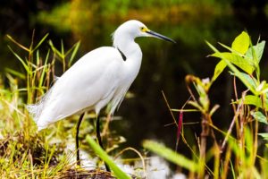 Μαϊάμι οικονομικά-Φωτογραφία Everglades National Park